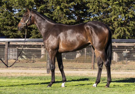 Lot 336: Trapeze Artist / Shwaimsa (IRE)