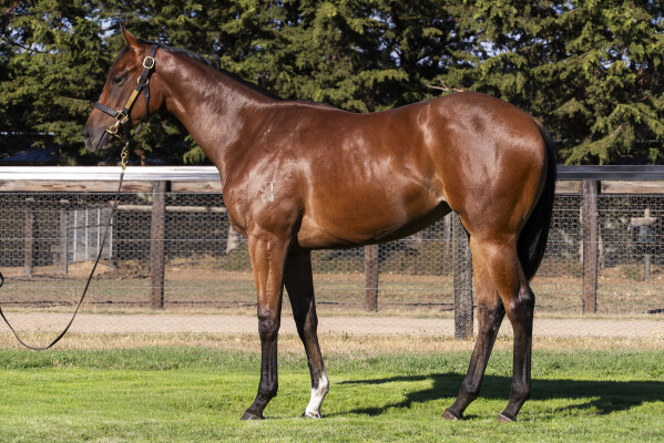 Lot 342: Jacquinot / Sin Sin Sin