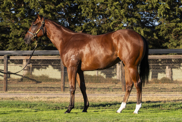 Lot 402: Jacquinot / Thrill (NZ)