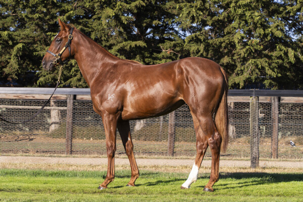 Lot 433: Trapeze Artist / Waltzing Wodka