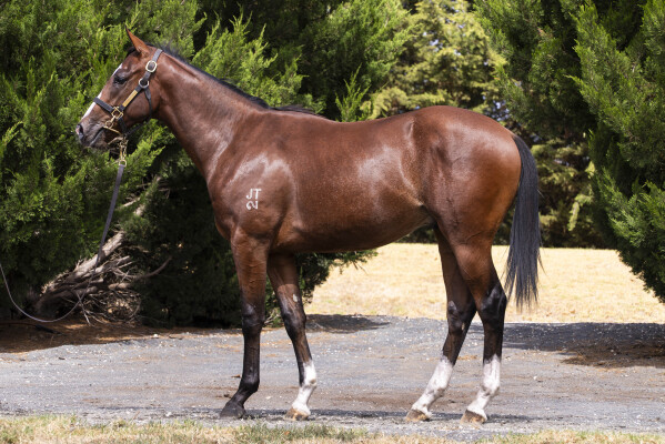 Lot 441: Blue Point (IRE) / Whatafox