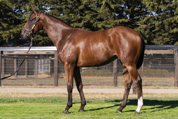 Lot 445: Zousain / Without a Shadow