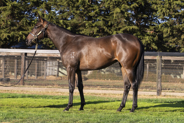 Lot 462: Blue Point (IRE) / Abu Simbel