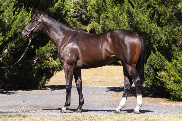 Lot 465: Jacquinot / All Sassed Up