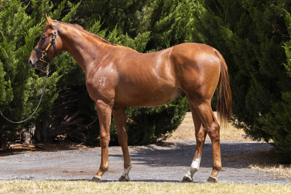Lot 507: Zoustar / Beluga (JPN)