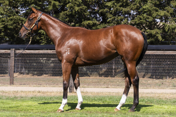 Lot 523: Jacquinot / Bohemian Daisy