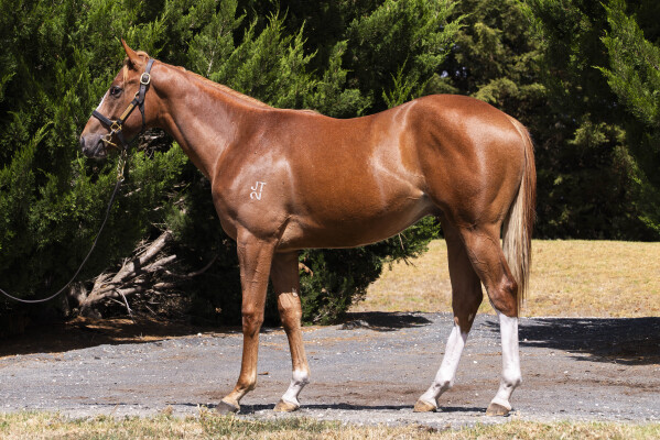 Lot 545: Farnan / Carrie (JPN)