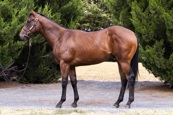 Lot 547: All Too Hard / Cautious Interest (IRE)