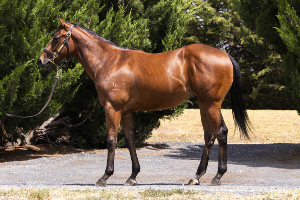 Lot 597: Fierce Impact (JPN) / Etched (IRE)