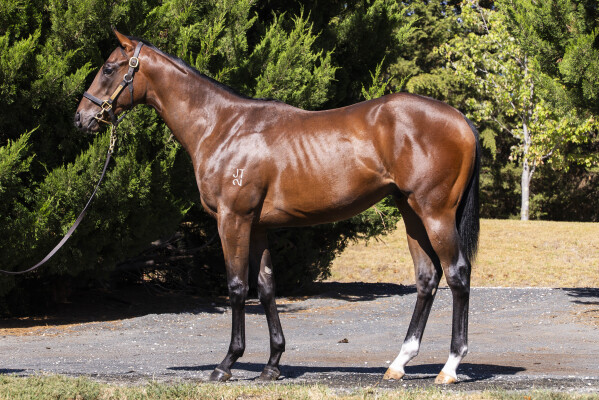 Lot 621: Blue Point (IRE) / Hear the Chant