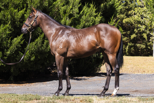 Lot 653: Shalaa (IRE) / Lupino Lass