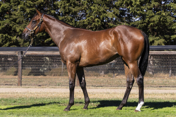 Lot 663: Trapeze Artist / Miss Adequate