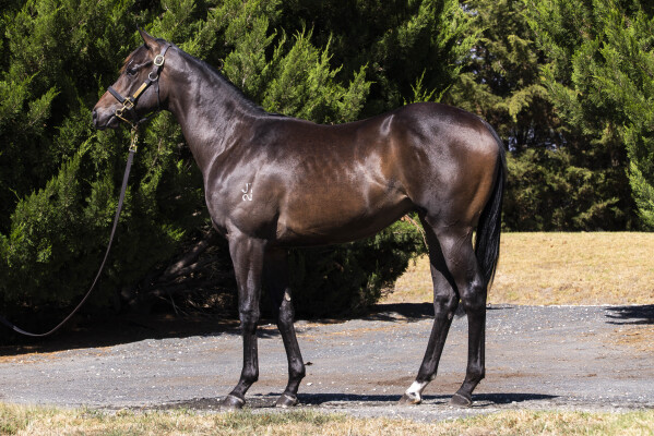 Lot 711: Russian Camelot (IRE) / Single Charge