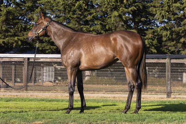 Lot 744: Bruckner / Trip