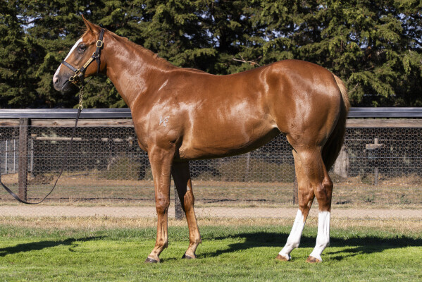 Lot 748: Trapeze Artist / Unique Foxy