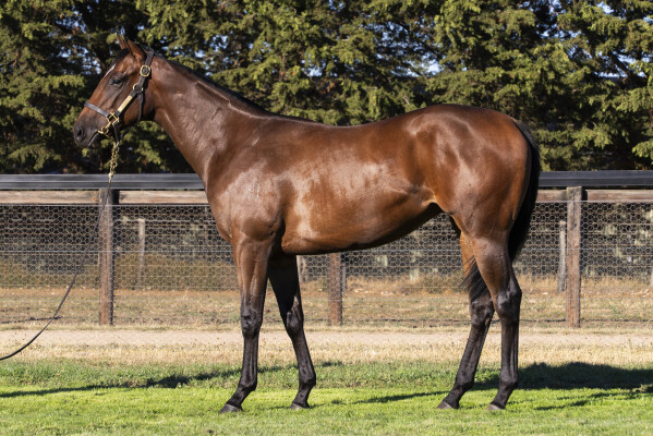 Lot 749: Nicconi / Valentine Miss