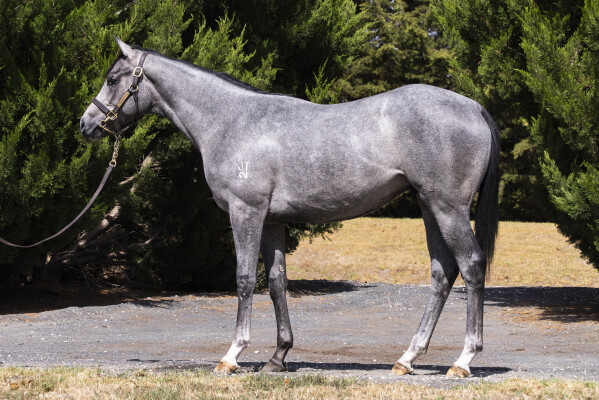 Lot 792: Russian Camelot (IRE) / Cassidy (NZ)