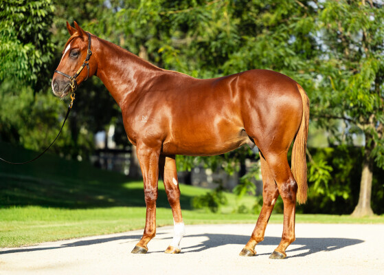 Lot 33: Frankel (GB) / Emro (USA)