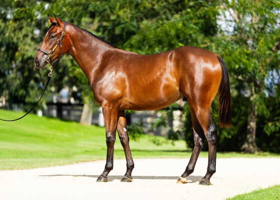 Lot 135: Cosmic Force / Jester Jewel