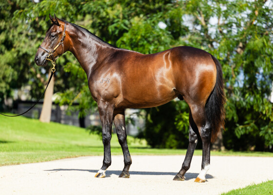 Lot 141: Stay Inside / Kalkarni Royale