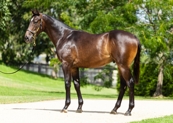 Lot 207: Brutal (NZ) / Miss Redoble