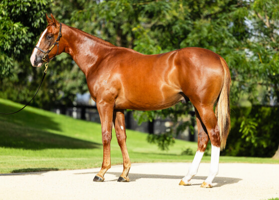 Lot 229: Snitzel / Nettoyer