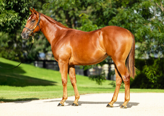 Lot 256: Extreme Choice / Pecans