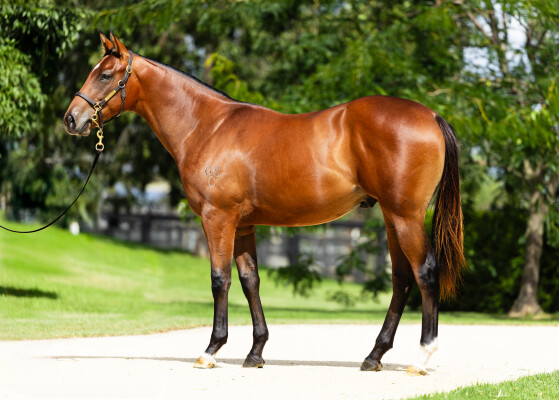 Lot 258: Capitalist / Perfect Radiance