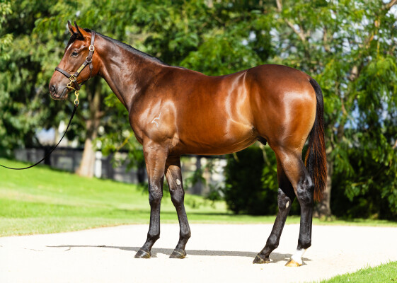 Lot 299: So You Think (NZ) / Rock Giselle