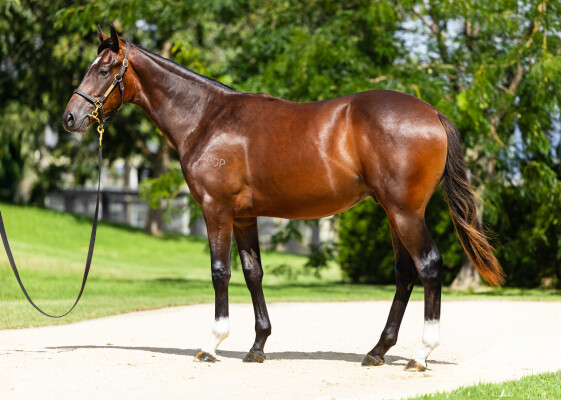 Lot 312: King's Legacy / Satin Socks