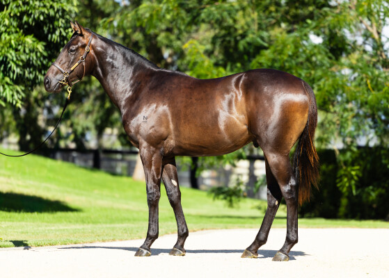 Lot 340: Artorius / Silhouette