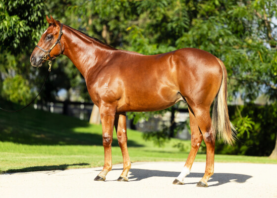 Lot 347: Extreme Choice / Skylight Glow