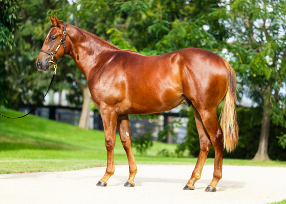 Lot 489: Capitalist / Athena Lass