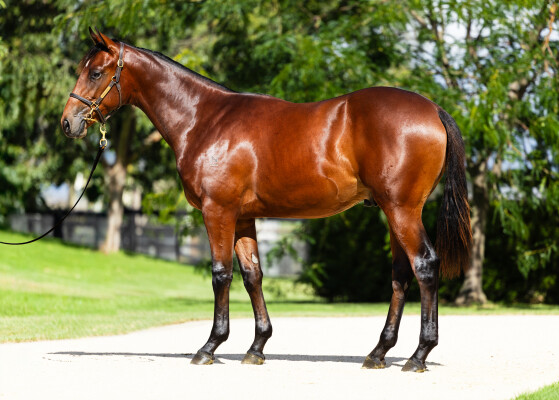 Lot 509: State of Rest (IRE) / Ben's Duchess (USA)