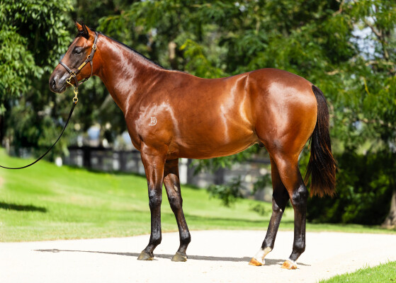 Lot 561: Profiteer / Clever Buttons (NZ)
