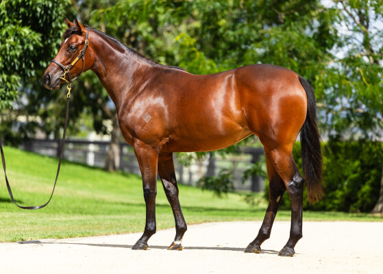 Lot 807: St Mark's Basilica (FR) / Irresistable Girl