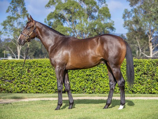 Lot 25: Justify (USA) / Elate (NZ)