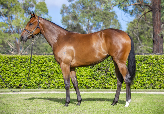 Lot 104: Wootton Bassett (GB) / Hint of Pink (IRE)