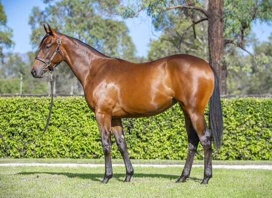 Lot 114: Hellbent / Husson's Kiss