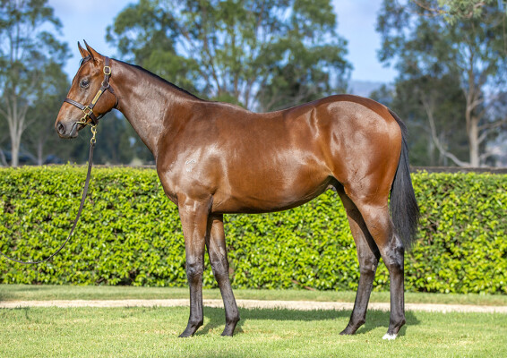 Lot 123: Zoustar / Indigenous