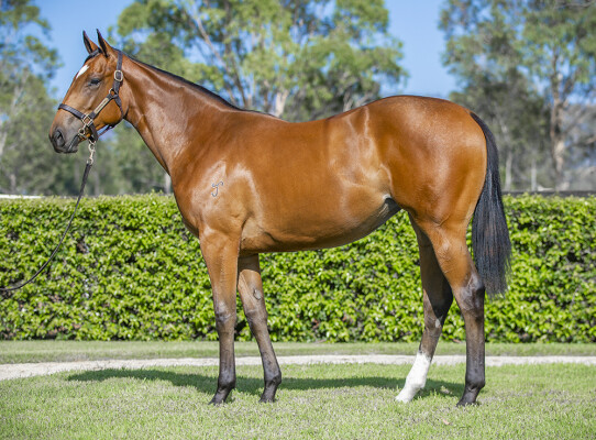 Lot 282: Home Affairs / Queen of the Green