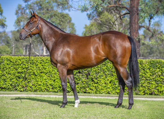 Lot 352: So You Think (NZ) / Snow Valley