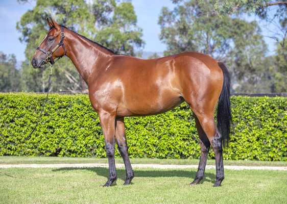 Lot 522: Extreme Choice / Boddington