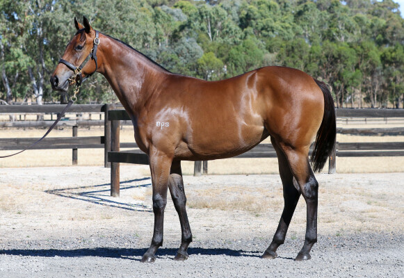 Lot 793: Doubtland / Castanita