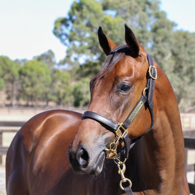 Lot 793: Doubtland / Castanita