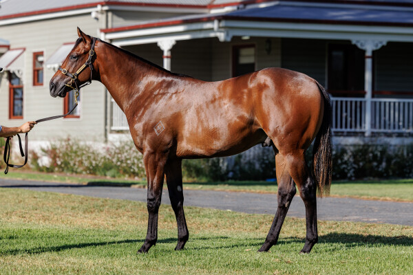 Lot 89: Ole Kirk / Grounded