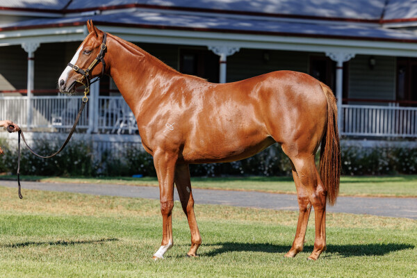 Lot 185: Farnan / Majella