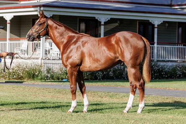 Lot 326: Home Affairs / Shakeyourbody (USA)