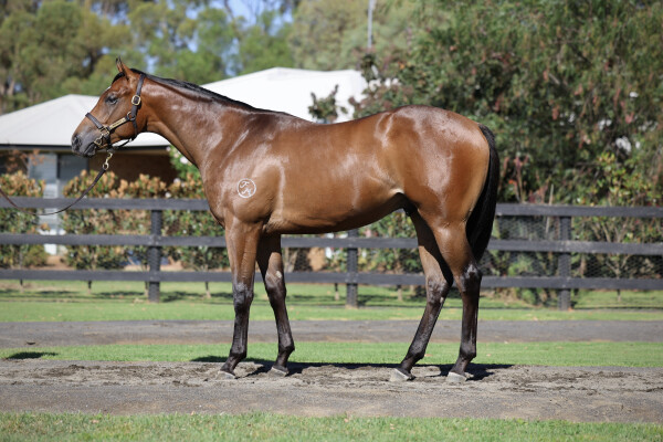 Lot 12: Artorius / Di Maria