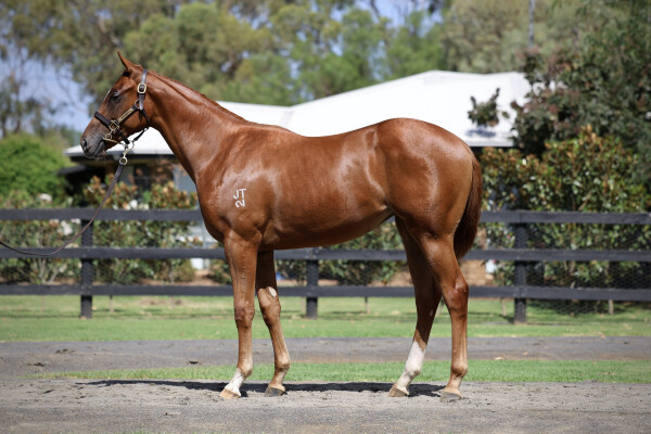 Lot 164: Zousain / Leopardess